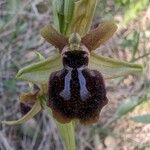 Ophrys passionis Bloem
