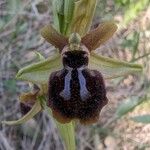 Ophrys passionis Fleur