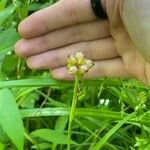 Allium canadense Fruit