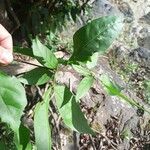 Zygia longifolia Leaf