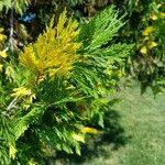 Calocedrus decurrens Leht