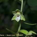 Epipactis rhodanensis 花