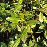 Rhizophora racemosa Лист