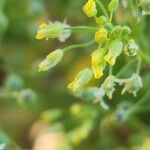 Camelina sativa Квітка