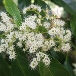 Ehretia macrophylla Flor