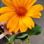 Tithonia diversifolia Blomma