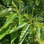 Castanea mollissima Leaf