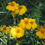 Tagetes lemmonii Alia