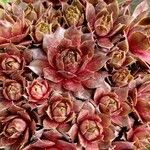 Sempervivum calcareum Leaf