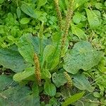 Plantago major Цвят