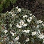 Rhododendron lanatum 整株植物