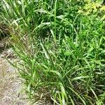 Digitaria macroblephara عادت داشتن