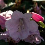 Rhododendron williamsianum Õis