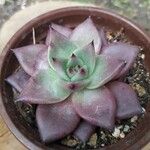 Echeveria agavoides Feuille