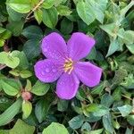 Heterotis rotundifolia Цвят