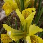 Iris danfordiae