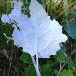 Populus alba ഇല