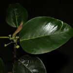 Coussapoa villosa Leaf
