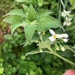 Solanum chenopodioides برگ