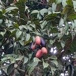 Dacryodes edulis Fruit