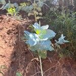 Eucalyptus cinerea Leaf