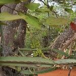 Cissus quadrangularis Folha