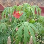 Jatropha multifida Blomst