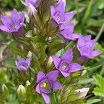 Gentianella ramosa Flor