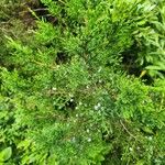 Juniperus procera Φύλλο