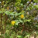 Hypericum grandifolium Žiedas