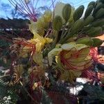 Caesalpinia gilliesii Blüte