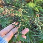 Podolobium ilicifolium Hoja