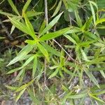 Ernodea littoralis Hoja