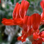 Astragalus coccineus Flor