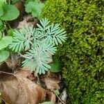 Dicentra canadensis Blatt