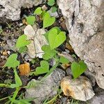 Ipomoea lacunosa Lehti