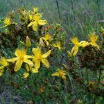 Hypericum perforatum Hábitos