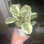 Peperomia magnoliifoliaLevél