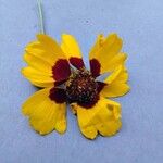 Coreopsis tinctoria Цвят