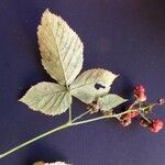 Rubus bertramii Blomma