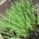 Scoparia dulcis List