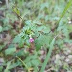 Geranium purpureumBlüte