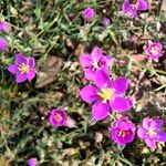 Spergularia purpurea Blüte