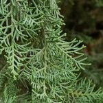 Cupressus sempervirens Blatt