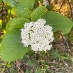 Viburnum lantana Цвят