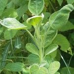 Salvia officinalisبرگ