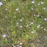 Campanula patula Habit