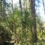 Pinus canariensis List