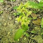 Epipactis persica Hábito