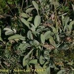 Scabiosa vestita Alkat (teljes növény)